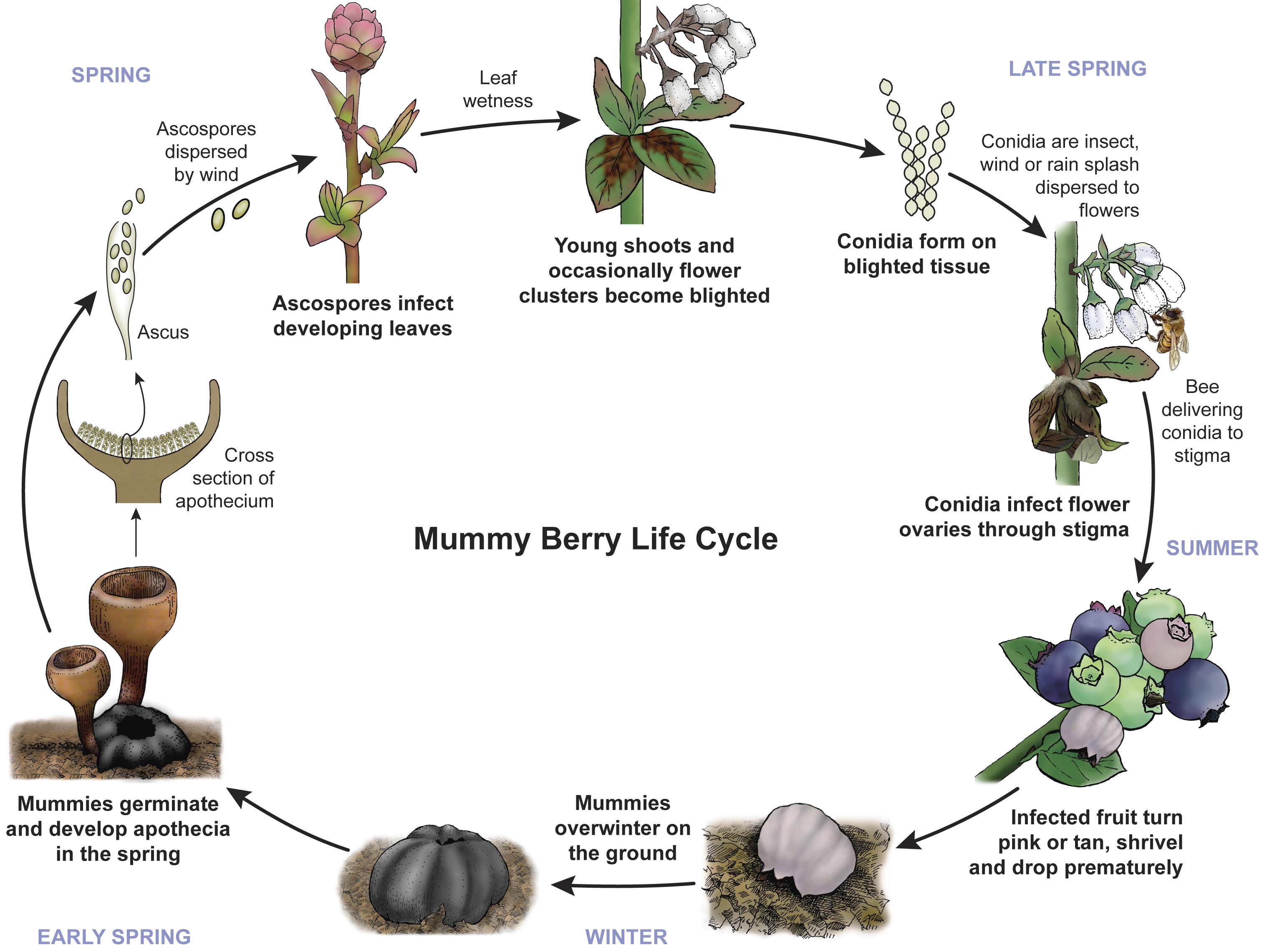 Mummy berry life cycle 